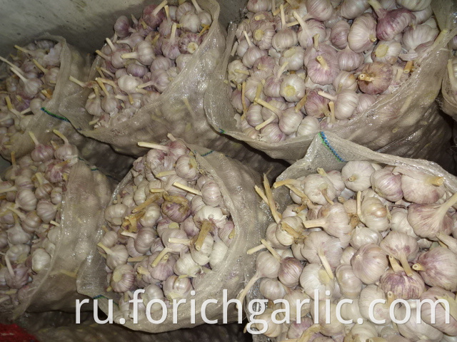 Regular Garlic